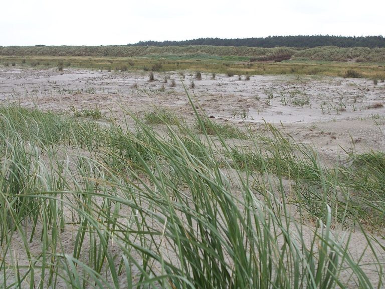 Wandeling in Strand Schiermonnikoog — Natuur in Schiermonnikoog